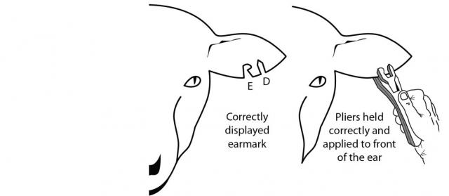Diagram showing the correct method of applying an earmark