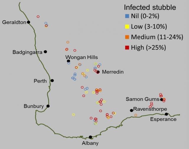 Crown rot incidence in Western Australia based on a two-year stubble survey in 2013 and 2014.