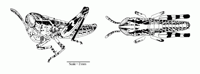 Lateral and dorsal view of Australian plague locust