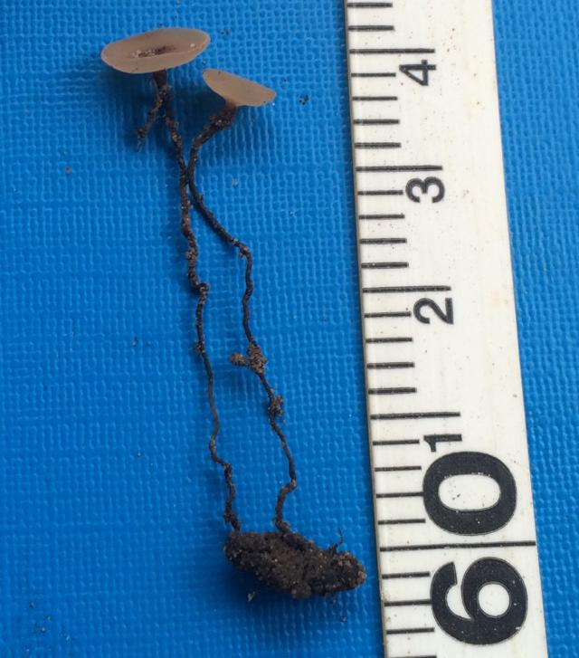 Occasionally deep buried sclerotia can germinate and produce apothecia as shown by this sclerote found near Hopetoun in 2015.