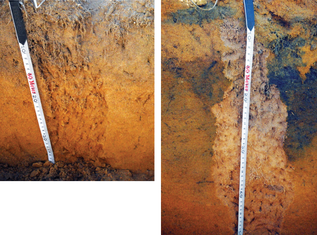 Roots only grew to 20-25cm deep where lime was not incorporated into the subsurface but grew to 40-50cm deep where lime was incorporated by spading.