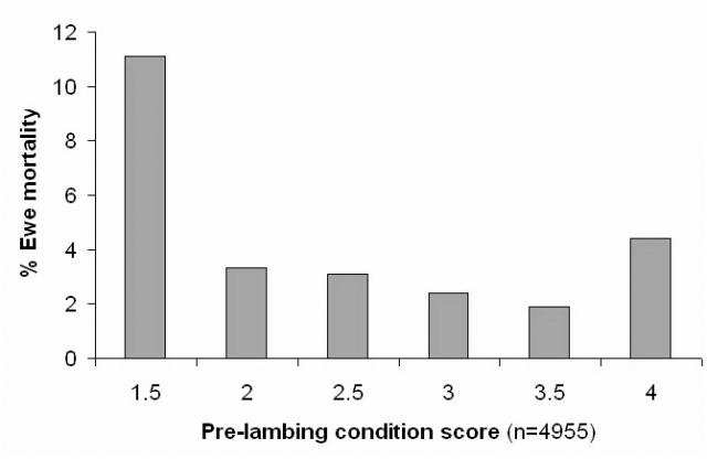 Mortality occurs mainly when condition score is less than 2 during late pregnancy and twin bearing ewes are more at risk during late pregnancy and lambing. source: GSARI 2001-2004 lambing data