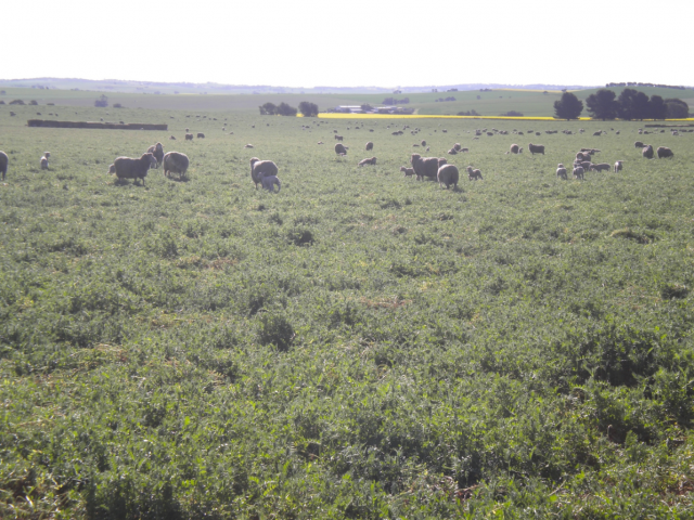 Ewes lambing onto vetch pasture.