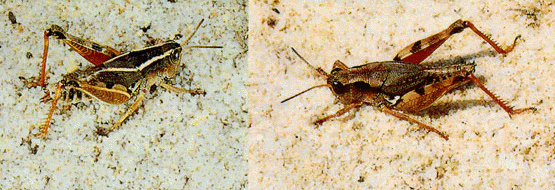 Two forms of wingless grasshopper