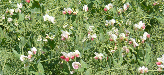 Flowering pea crop