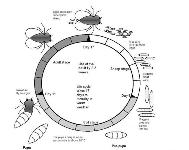 Adult flies usually live for approximately two to three weeks with eggs generally hatching into larvae in 12-24 hours. The life cycle takes 17 days to maturity in warm weather.