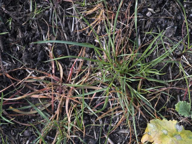 Live annual ryegrass plants among dead ones after spraying with glyphosate. The live ones show resistance to glyphosate