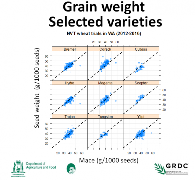 Figure 1: Grain weight (g/1000seeds) of selected wheat varieties relative to the grain weight of Mace wheat (g/1000seeds) in NVT’s from 2012 - 16.