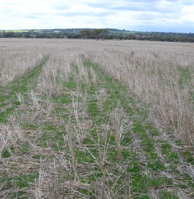 Standing stubble in a pasture paddock