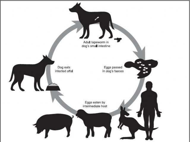 The lifecycle of the tape worm to hydatid in sheep: Adult tapeworm in dog’s small intestine, eggs passed in dog’s faeces, eggs eaten by intermediate host, dog eats infected offal.