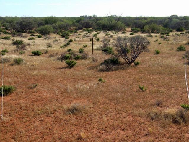 Photograph of a currant bush mixed shrub community in fair condition