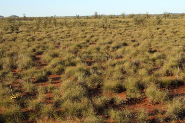Photograph of soft spinifex in good condition