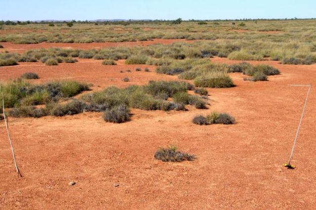Photograph of a soft spinifex pasture in fair condition