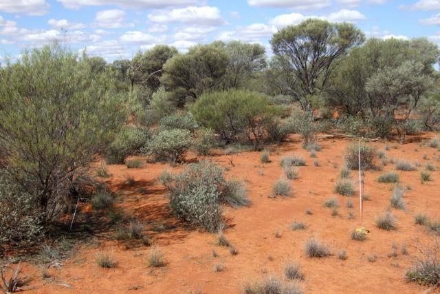 Photograph of a sandplain acacia community in good condition