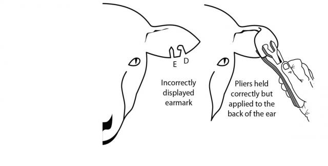 Diagram showing the incorrect method of applying an earmark