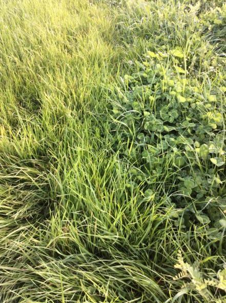 Photo shows the impact of suppression with clethodim on a dense kikuyu pasture that has a substantial subterranean clover seed bank. There is nil suppression on the left whereas there is suppression on the right with 0.5L/ha of clethodim