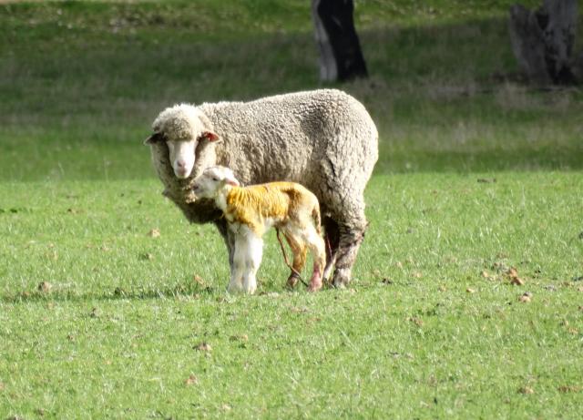 A Merino ewe with her new born lamb.