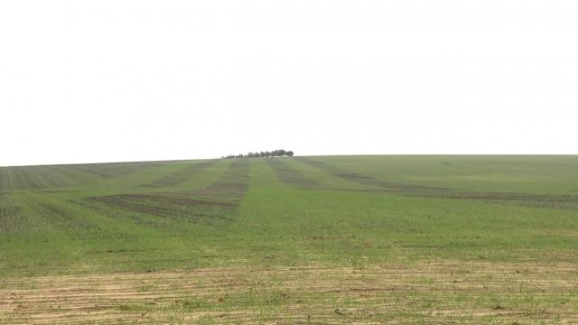 Strips of deep-ripped (green) and unripped (green-brown) soil at a property near Mullewa.