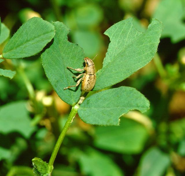 Small lucerne weevils have crescent shaped chew marks in leaves