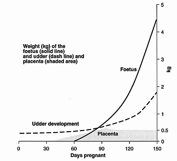 Graph showing how the increasing weight of the foetus is made up of placenta, udder and conceptus.  Source D. Revell
