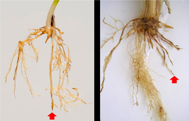 Figure 2(A) and (B). Root symptoms showing shortened roots ending in spear tips and brown lesions. (© DPIRD).
