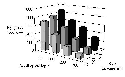 Seed rate and row spacing effects of wheat on weed growth