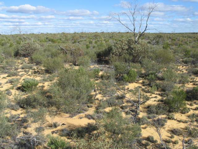 Photograph of a sandplain heath pasture in good condition in a more advanced post-fire phase
