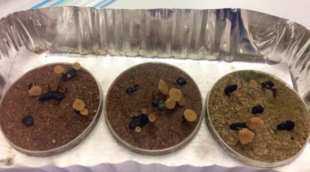 Sclerote germination experiments being conducted in Geraldton with different temperatures and soil types.