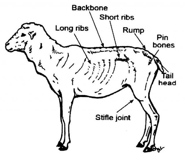 Use the short and long ribs, backbone and pin bones for assessing an animal’s status.