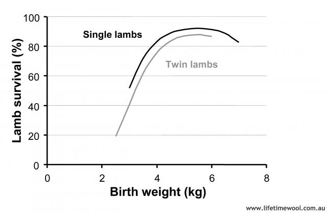 Lamb survival is affected by their birth weight and twins are more affected than single lambs.