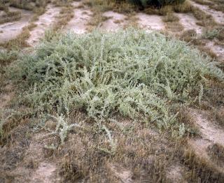 Photograph of a grey saltbush plant, prostrate form