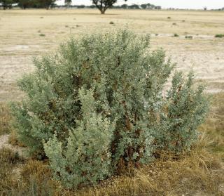 Photograph of old man saltbush (Atriplex nummularia) plant