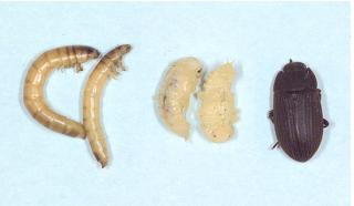 Vegetable beetle: larvae (left), pupa (middle), Adult (right)