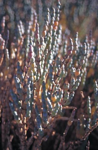 Close-up photograph of a samphire plant
