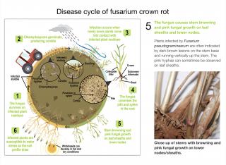 Example page from Soil Biology ebook, showing the disease cycle of fusarium crown rot