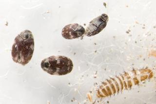 Carpet beetle adults and larva