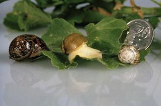 Size and colour comparison e white of the common garden snail (left), green snail (center) and thItalian snail (right), with a twenty cent coin as a reference.