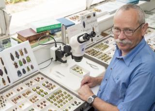 Man with moustache sitting next to beetle collection and microscope