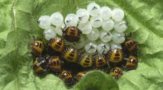 Brown marmorated stink bug eggs and nymphs on leaf