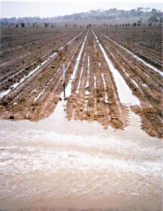 Photograph of water flowing from furrows into a catch drain