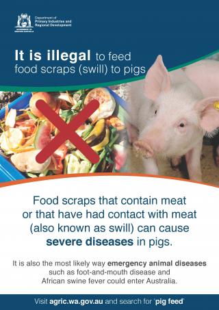It is illegal to feed prohibited pig feed - swill - to pigs