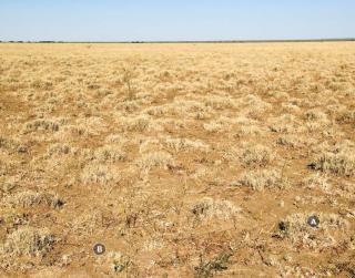 Photograph of Mitchell grass alluvial plain pasture in good condition (high utilisation)
