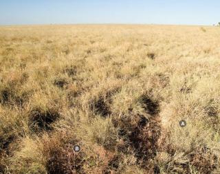 Photograph of Mitchell grass alluvial plain pasture in good condition with low utilisation