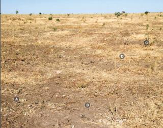 Photograph of Mitchell grass alluvial plain pasture in poor condition