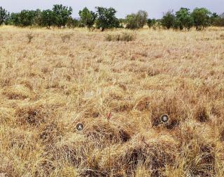 Photograph of Mitchell grass upland pasture­ good condition