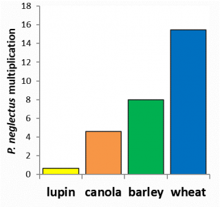 Multiplication of P. neglectus (Wongan Hills, 2015), in four crop types over a growing season. Resistant crops will have a multiplication of less than one.
