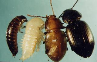 Life stages of bronzed field beetle, left to right, larva, pupa, adult that has just emerged from pupa, adult
