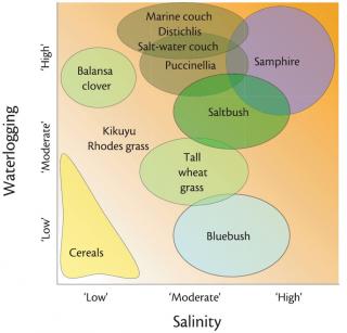 Diagram showing the relative rankings of different saltland pasture species in the salinity-waterlogging matrix