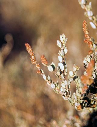 Photograph of old man saltbush (Atriplex nummularia) male flowers