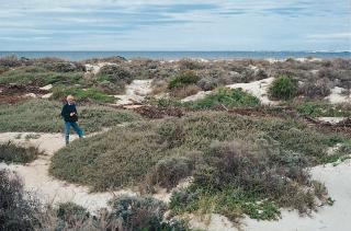Photograph of grey saltbush growing on coastal dunes